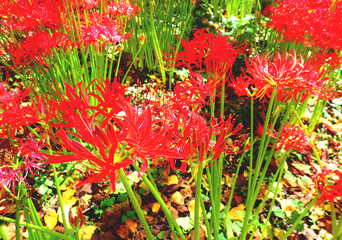 彼岸花　曼珠沙華　赤