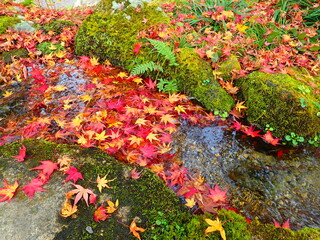 紅葉の川流れ
