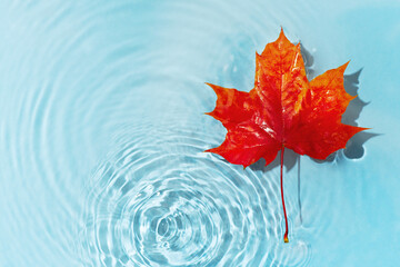 Red maple leaf in blue transparent and clean water