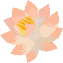 Water lily flower in pink, vector drawing, isolate on a white background