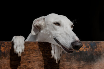 Primer plano perro de carreras. Perro de raza pura. Galgo espa&ntilde;ol.
