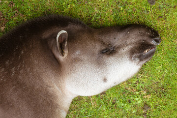 Close-up of head of Lowland Tapir lying down asleep on grass with flies