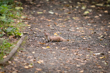 Naklejka na ściany i meble A wild common weasel running across a pavement in woodland looking at camera