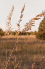 Fototapeta premium Several dried flowers of pampas grass on a steppe plot close-up, natural background in a minimalist style