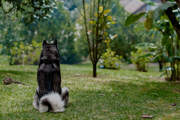 perro de espaldas mirando el horizonte
