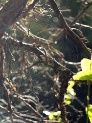 Cobweb on a tree at sunset