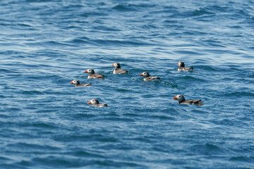 Group of puffins on open water.
