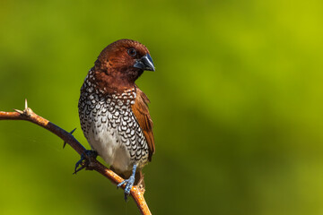 Scaly Breasted Munia In Good light from Chennai India