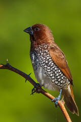 Scaly Breasted Munia In Good light from Chennai India
