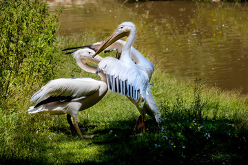 Couple of pelican birds