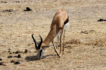 A springbok antelope (Antidorcas marsupialis)