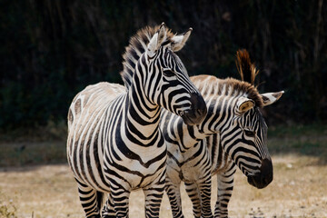 Fototapeta na wymiar two young zebras