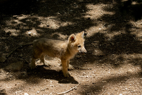 young european wolves