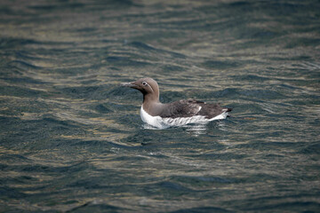 Common guillemot (Uria aalge) swimming at sea.
