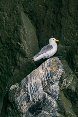 Black-legged kittiwake (Rissa tridactyla) on the bird cliff.