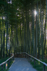 Beautiful path crossing a bamboo forest with the trees protecting from the sun. Outdoor with no people.Japan
