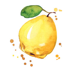 juicy ripe yellow quince watercolor ilustration - 460653913