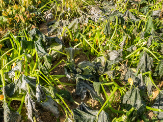 Autumn frost in the vegetable garden, zucchini died from frost