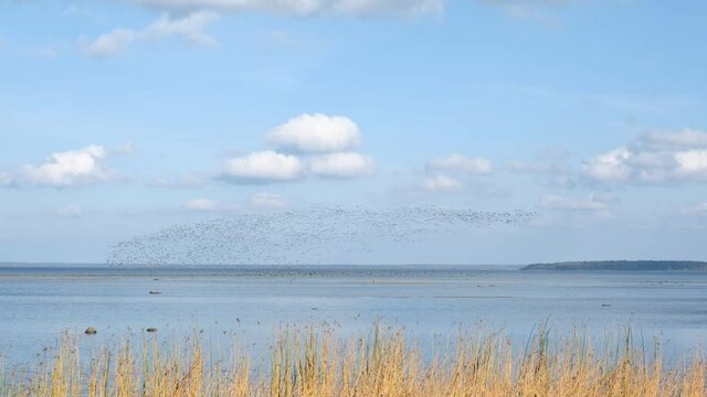 Ducks flying over the sea in autumn. Huge duck flocks during bird migration season in Northern Europe.