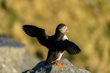 Atlantic Puffin seabird spread her wings at the cliff.