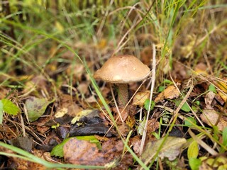 Beautiful mushroom grown in the forest