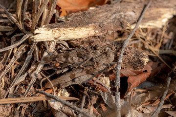 Two brown grasshoppers sitting on top of each other