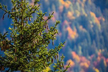Sunset in Dolomites mountains, Alps, northern Italy