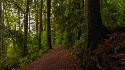 Easy access urban forest trail near Simon Fraser University on Burnaby Mountain, BC, Canada after rain during fall.