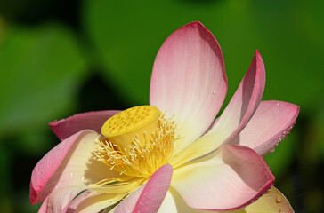 Rosa Lotosblüten