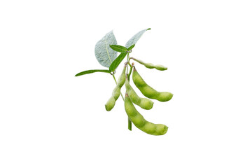 Soya bean or soybean or glycine max plant branch with beans and leaves isolated on white.