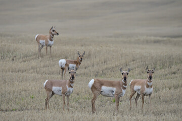 heard of pronghorn antelope