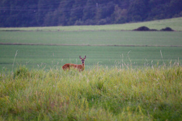 Reh Portrait (Capreolus capreolus)