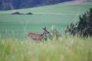 Reh Portrait (Capreolus capreolus)