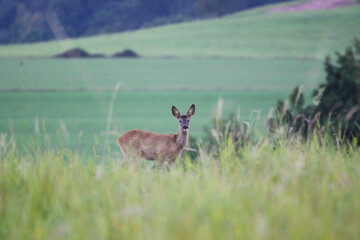 Reh Portrait (Capreolus capreolus)