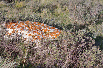  large lichen covered rock