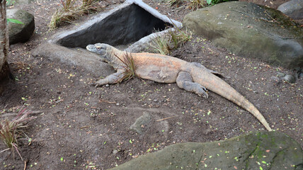 The Komodo dragon (Varanus komodoensis)  family Varanidae that is endemic to the Indonesian islands of Komodo.