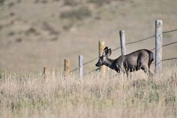 mule deer fawn along fence line