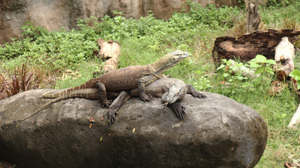 The Komodo dragon (Varanus komodoensis)  family Varanidae that is endemic to the Indonesian islands of Komodo.