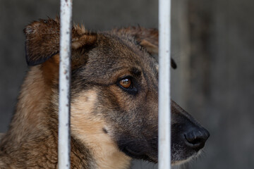 Portrait of a sad dog with a sad look sitting on a lattice in a cage or aviary in a shelter for homeless animals on a blurred background.