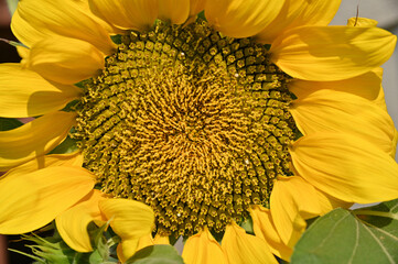 closeup of bright yellow sunflower
