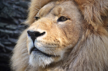 portrait of an African lion close-up