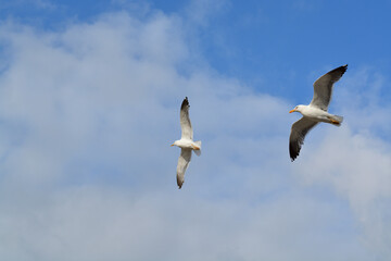 A pair of seagulls looking for fish.