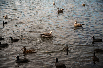 ducks on the lake