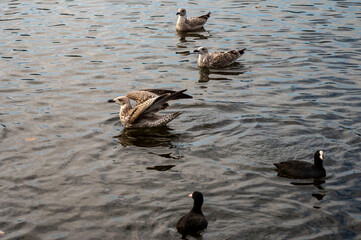 ducks on the water