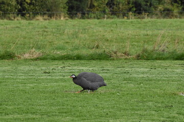 Guinea fowl
