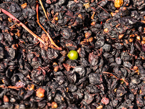Grain vert r&eacute;sistant dans un tas de marc de raisin press&eacute;.