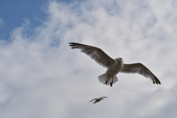 A pair of seagulls looking for fish.