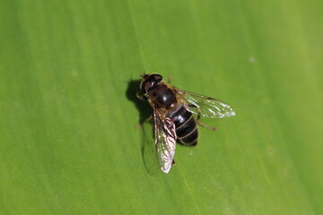 Gemeine Keilfleckschwebfliege - Eristalis pertinax