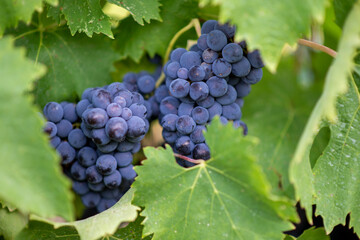 black grapes growing on the tree in a vineyard