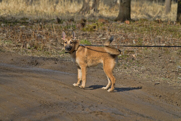 Young Karelian Bear Dog (laika)